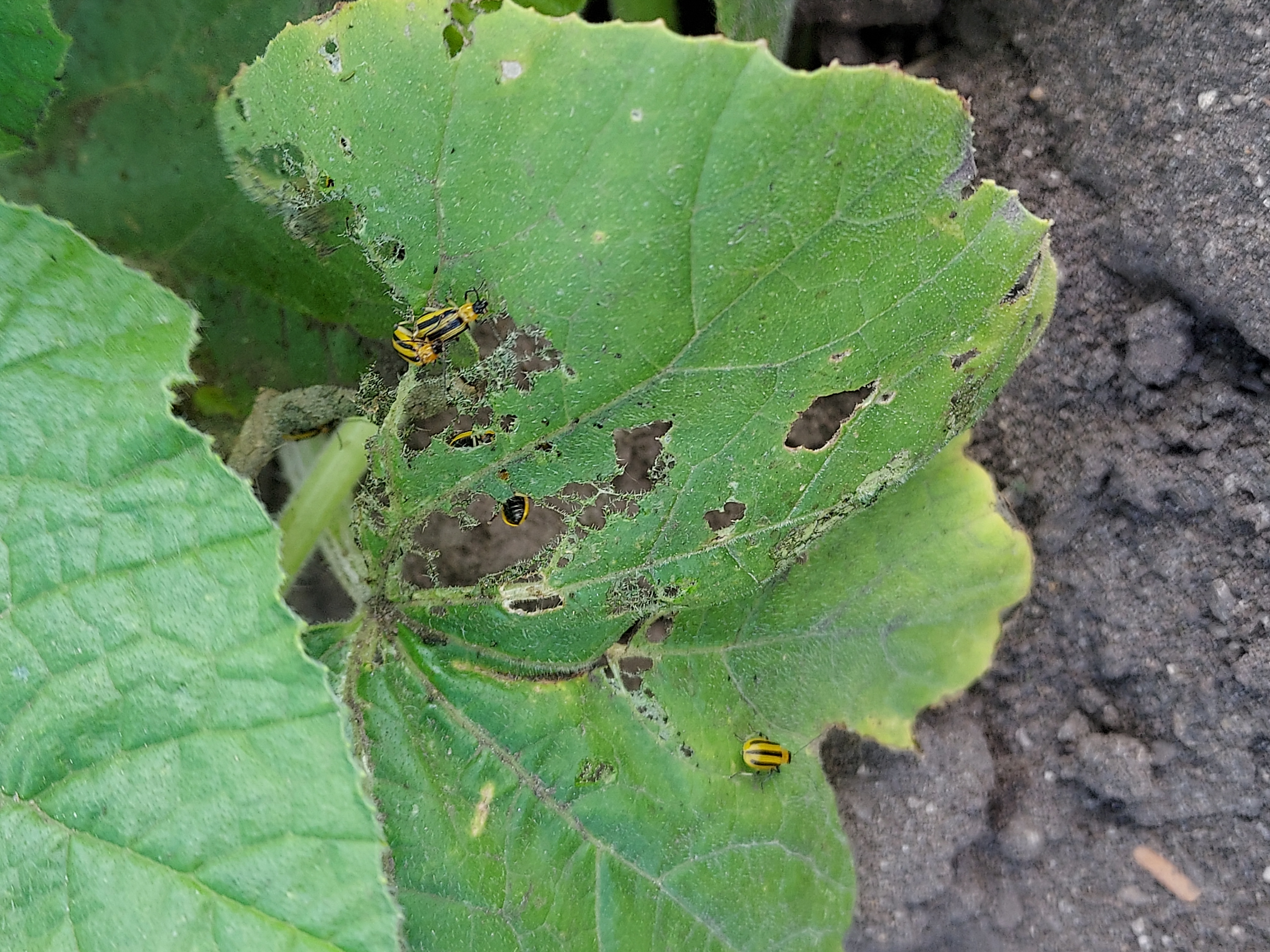 Striped cucumber beetles on a leaf.